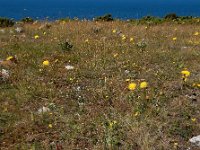 Hypochaeris maculata 1, Gevlekt biggenkruid, Saxifraga-Ed Stikvoort